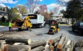 How Our Tree Care Process Works  in  Santa Clara, CA