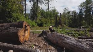 Best Lot and Land Clearing  in Santa Clara, CA