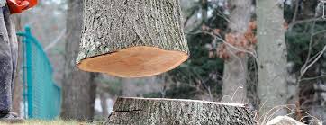 Best Firewood Processing and Delivery  in Santa Clara, CA