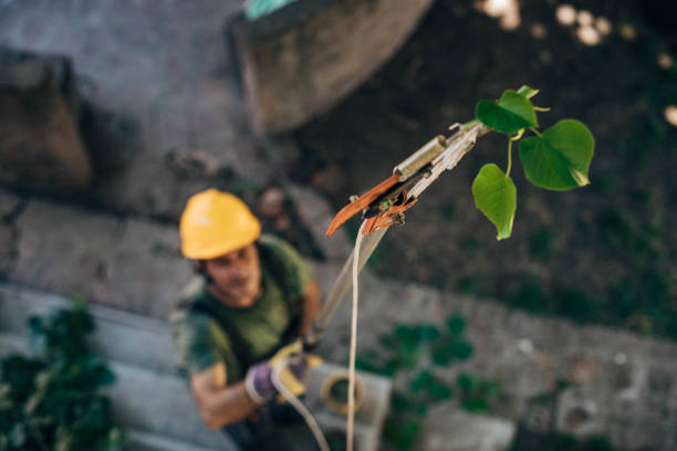 Best Aeration Services  in Santa Clara, CA